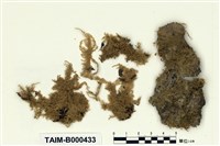 藏品(南亞麻錦苔)的圖片